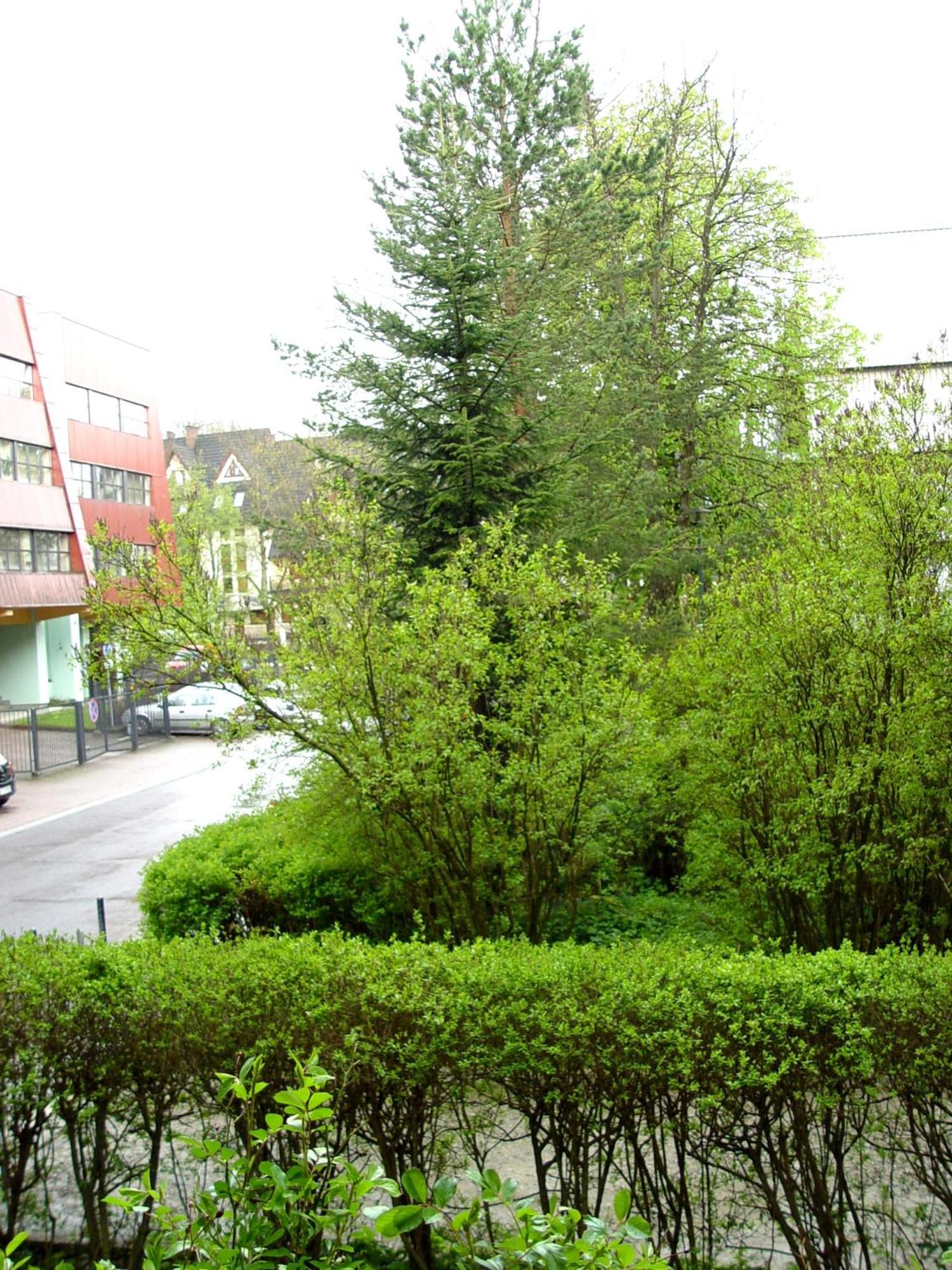 Apartament Tatrzanski Dab Закопане Екстериор снимка